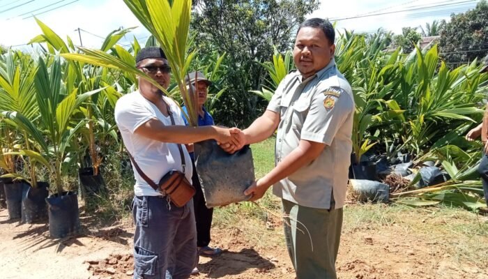 BSIP Kalbar Melalui Kebun Percobaan Selakau Bagikan Benih Kelapa Unggul Bersertifikat