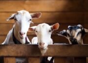 Menjelang Hari Raya Kurban, Begini Imbauan Dinas PPKH Sambas