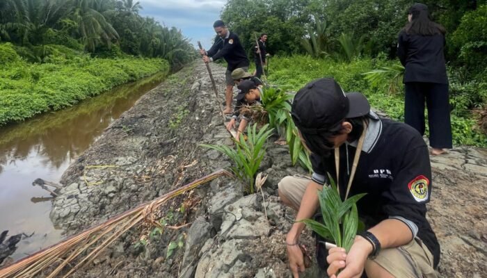 KKN UPB dan Karang Taruna Tanam Pinang di Tanggul Pesisir Laut Desa Sungai Batang