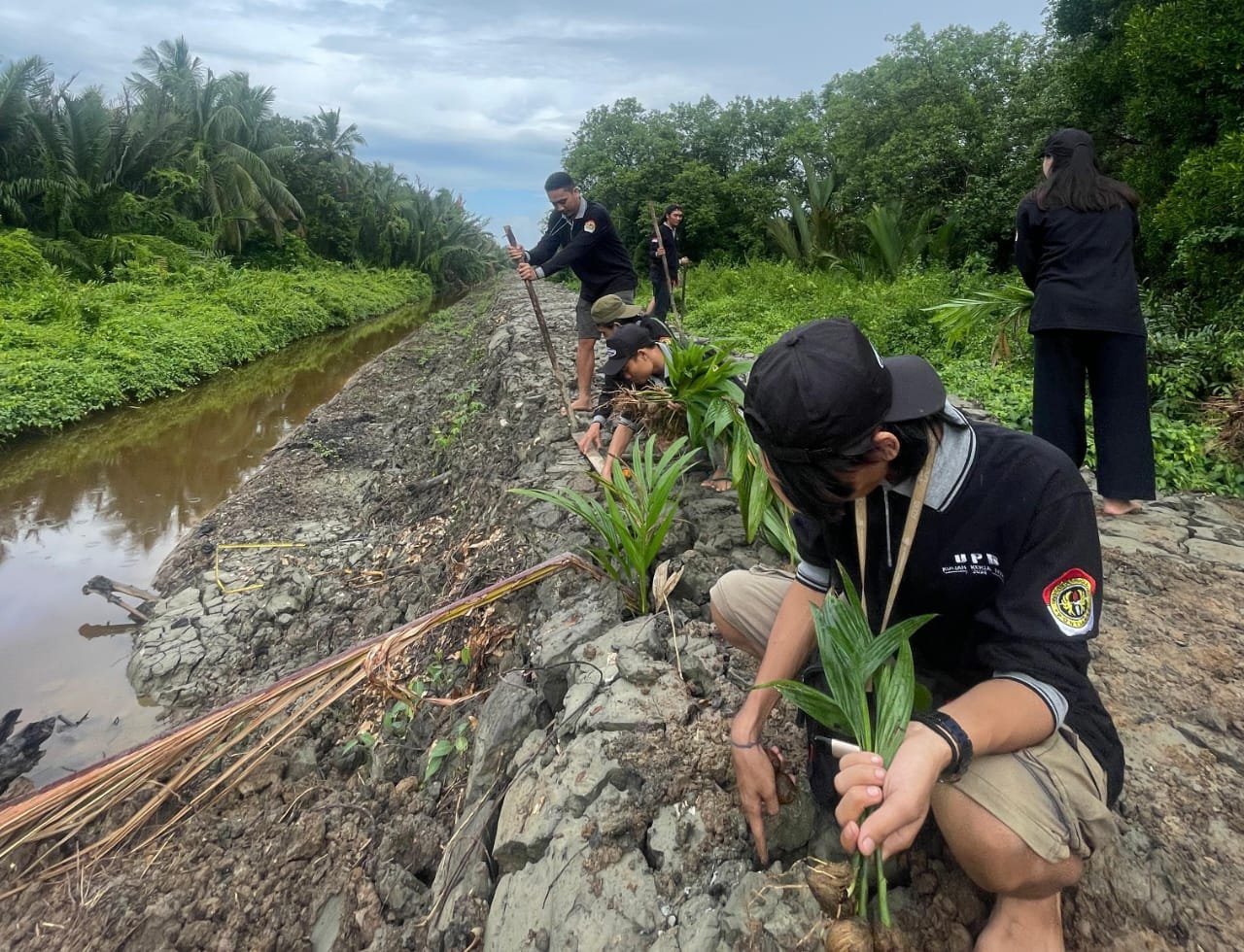 KKN UPB dan Karang Taruna Tanam Pinang di Tanggul Pesisir Laut Desa Sungai Batang