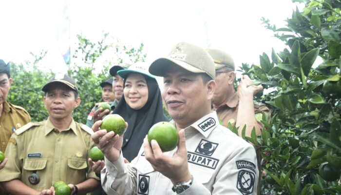 Bupati Sambas Panen Perdana Jeruk Moraga di Desa Merpati