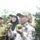 Bupati Sambas, Satono saat panen jeruk moraga di Desa Merpati, Kecamatan Tangaran, Selasa 3 September 2024.