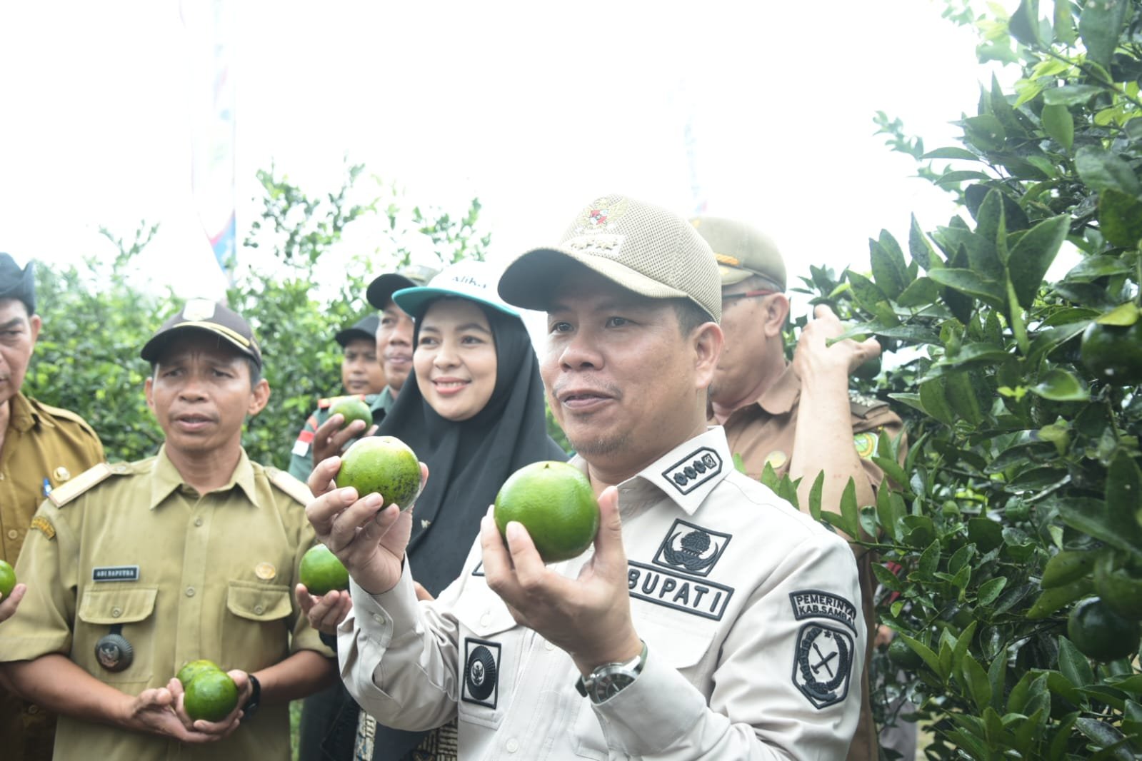 Bupati Sambas, Satono saat panen jeruk moraga di Desa Merpati, Kecamatan Tangaran, Selasa 3 September 2024.