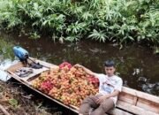 Jelang Tahun Baru Harga Rambutan Sambas Merosot, Petani: Tinggal 2 Ribu Rupiah Perikat