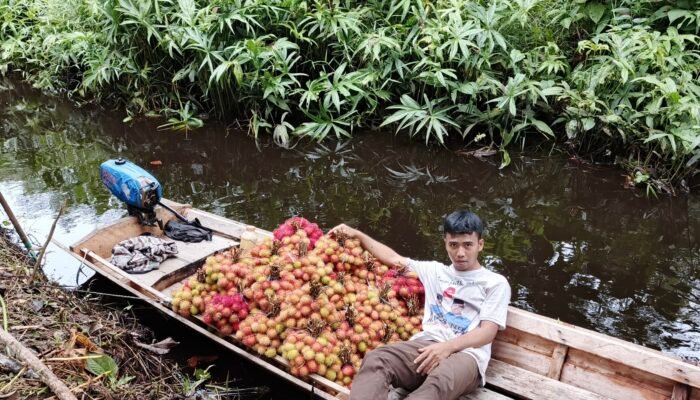 Jelang Tahun Baru Harga Rambutan Sambas Merosot, Petani: Tinggal 2 Ribu Rupiah Perikat