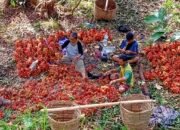 Warga Desa Mekar Jaya Sebut Musim Panen Raya Rambutan di Sajad Membawa Berkah bagi Masyarakat