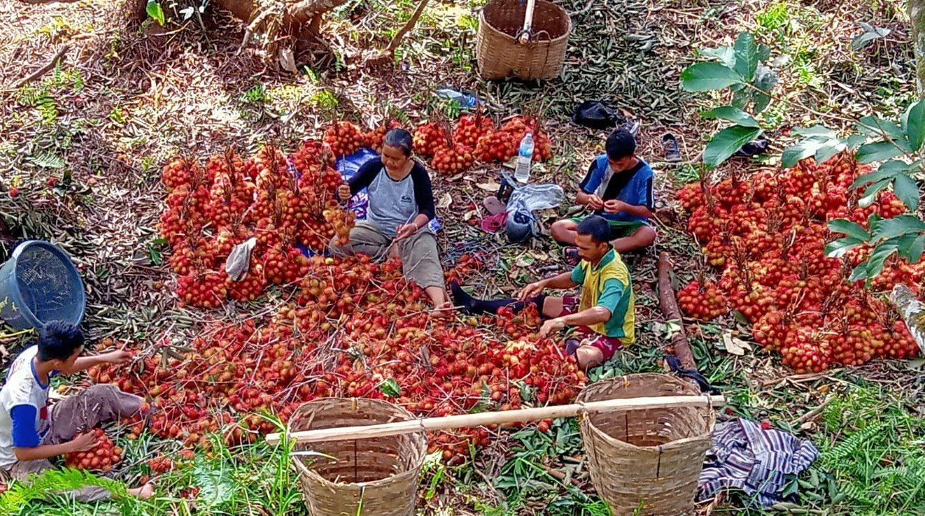 Musim Panen Raya Rambutan