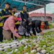Rutan Sambas dan SMK Negeri Unggulan Sambas Kolaborasi Tanam Sawi Hidroponik