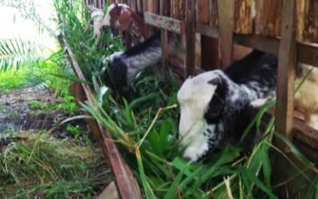 Hewan ternak kambing di Kabupaten Sambas/Jejaring Kalbar