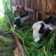Hewan ternak kambing di Kabupaten Sambas/Jejaring Kalbar