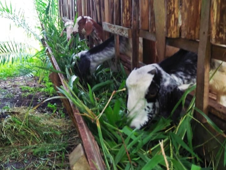 Hewan ternak kambing di Kabupaten Sambas/Jejaring Kalbar