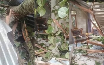 Pohon Sengon Timpa Rumah Warga Gugah Sejahtera Pemangkat Hingga Rusak Parah, Begini Kondisinya! 