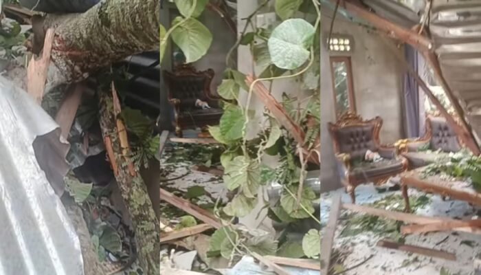 Pohon Sengon Timpa Rumah Warga Gugah Sejahtera Pemangkat Hingga Rusak Parah, Begini Kondisinya! 