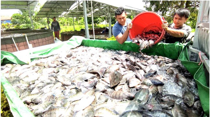 Dinas Perikanan Peternakan dan Kesehatan Hewan Kabupaten Sambas Siap Dukung Program KKP untuk Peningkatan Produksi Perikanan Budidaya