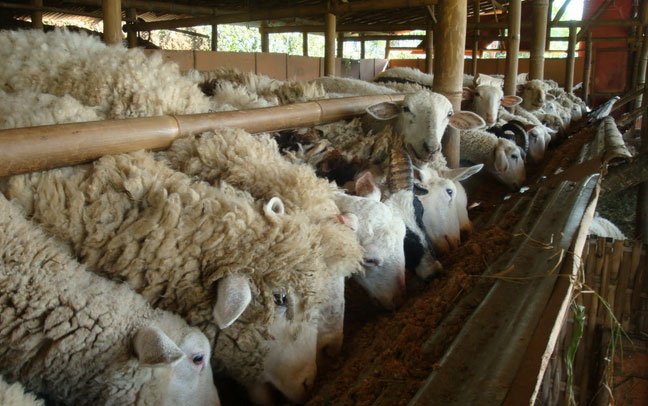 Foto hewan ternak/Sumber Internet