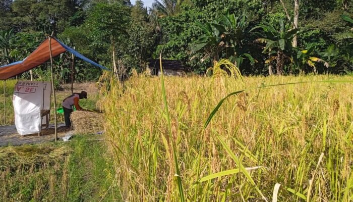 Panen Raya di Kecamatan Sajingan Besar, Petani Harapkan Bantuan Teknologi Pertanian