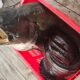Penampakan ikan tapah seberat 75 kilogram yang nyangkut di jaring keramba milik warga di Kabupaten Mempawah/Foto Istimewa