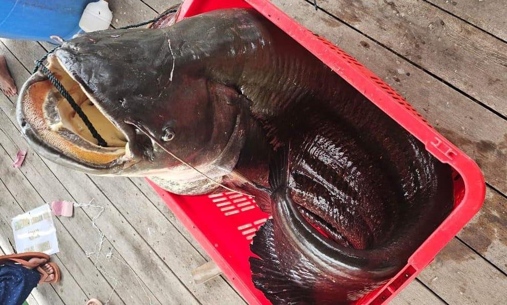 Penampakan ikan tapah seberat 75 kilogram yang nyangkut di jaring keramba milik warga di Kabupaten Mempawah/Foto Istimewa