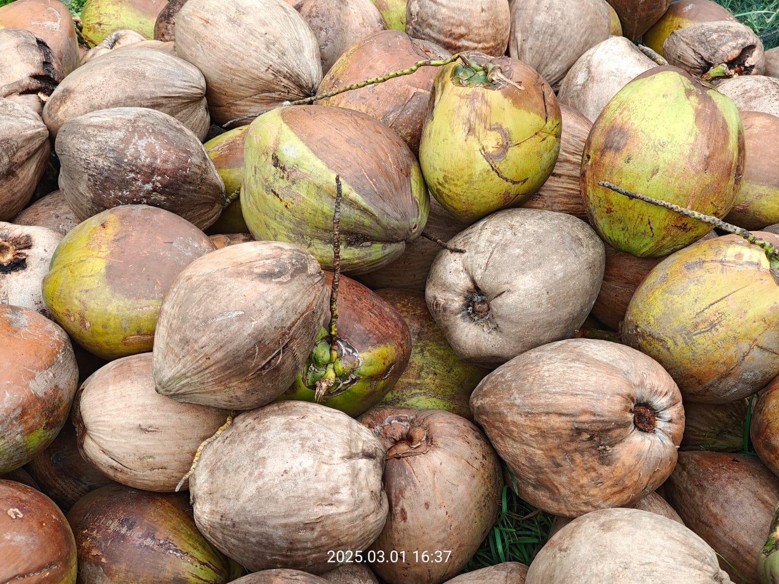 Foto buah kelapa bulat/Jejaring Kalbar