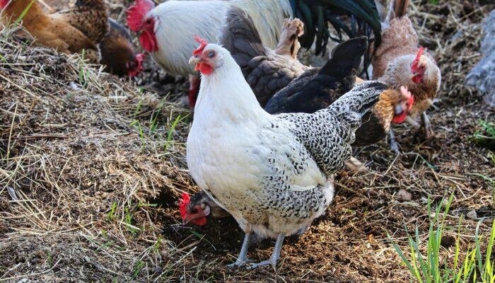 Masyarakat Sambas Mulai Kembangkan Peternakan Ayam Kampung untuk Pasar Lokal