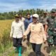 Bupati Mempawah, Erlina dan unsur Forkopimda saat panen padi serentak.