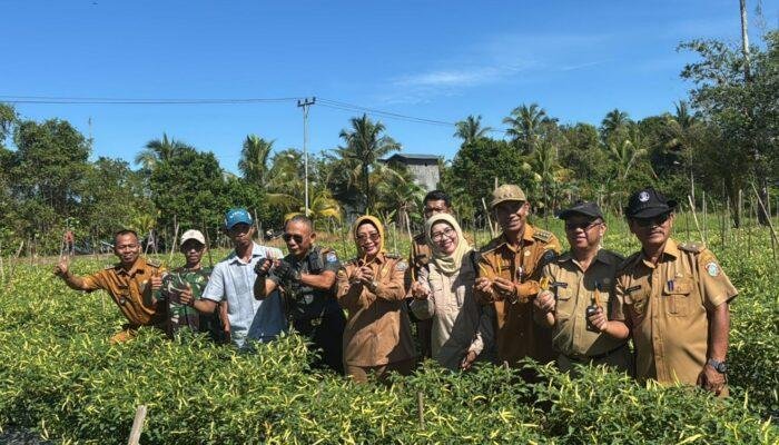 Bupati Mempawah Panen Cabai Bersama Petani Milenial di Segedong
