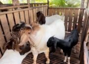 Peternak Asal Sambas Sukses Kembangkan Kambing Cross Boer Hingga Mampu Bangun Rumah dan Kuliahkan Anaknya