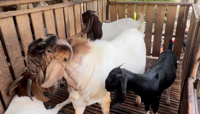 Peternak Asal Sambas Sukses Kembangkan Kambing Cross Boer Hingga Mampu Bangun Rumah dan Kuliahkan Anaknya