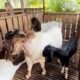 Kambing Cross Boer