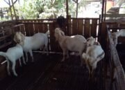 Jelang Hari Raya Idul Adha, Peternak Kambing di Sambas Pastikan Kesehatan Kambingnya Baik