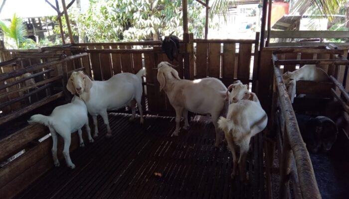 Jelang Hari Raya Idul Adha, Peternak Kambing di Sambas Pastikan Kesehatan Kambingnya Baik