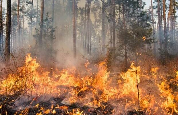 BPBD Sambas Imbau Masyarakat Waspada Karhutla di Musim Kemarau