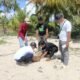 Aliansi Mahasiswa Sambas Tanam Pohon Cemara di Pantai Datok Buntar