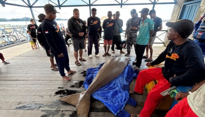 Dugong Mati Ditemukan di Perairan Kendawangan, Diduga Terjerat Jaring
