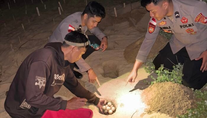 Sempat Dicuri, Kini Polres Sambas Serahkan 445 Telur Penyu ke WWF