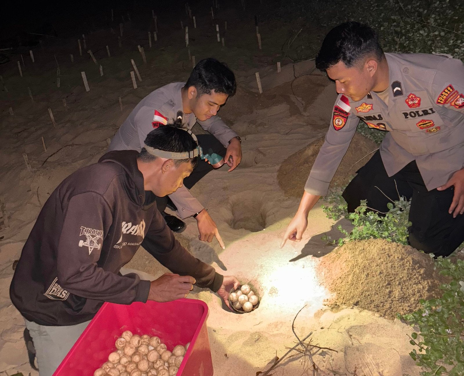 Telur Penyu