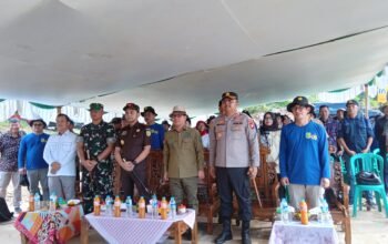 Tanam Jagung Serentak