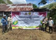 Dukung Program Swasembada Pangan Nasional, TMI Kabupaten Sambas Tanam Jagung di Jawai Selatan