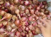 Harga Bawang Merah di Pasar Sambas Melonjak, Tembus Rp.70 Ribu Per Kilogram