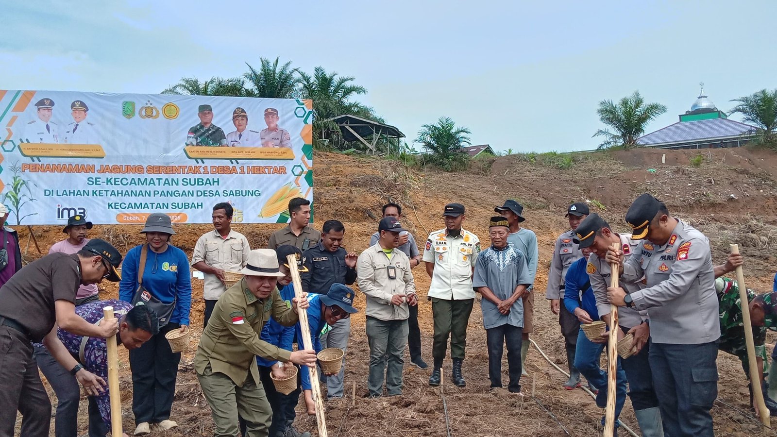 Tanam Jagung Serentak