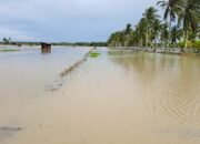 Debit Air Meningkat Rendam 15 Hektare Lahan Padi di Jawai, Petani Alami Kerugian