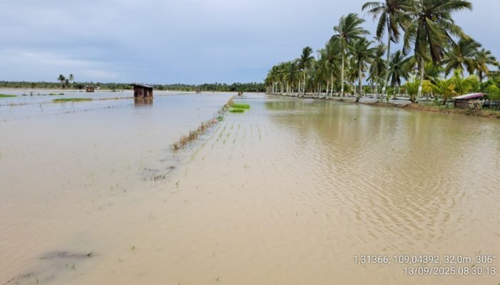 Debit Air Meningkat Rendam 15 Hektare Lahan Padi di Jawai, Petani Alami Kerugian
