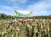 Panen Perdana Jagung Hibrida di Desa Kuala Pangkalan Keramat, Dukung Program Ketahanan Pangan