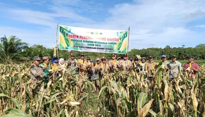 Panen Perdana Jagung Hibrida di Desa Kuala Pangkalan Keramat, Dukung Program Ketahanan Pangan