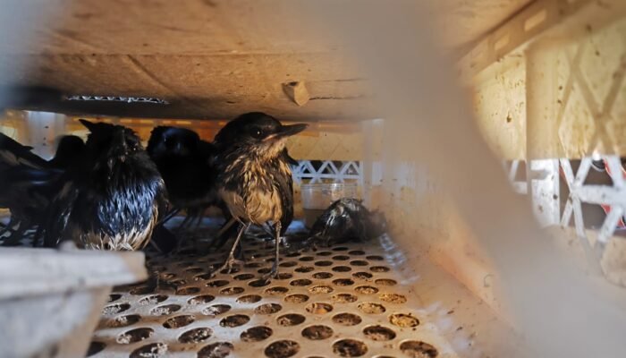 Tanpa Dokumen Resmi, 229 Burung Kacer Tujuan Semarang Disita Petugas Karantina