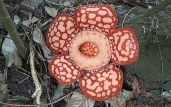 Bunga Langka Rafflesia Hasseltii Ternyata Sering Ditemukan di Sambas Kalimantan Barat