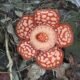 Fase mekar sempurna (full bloom) bunga Rafflesia hasseltii di Tanjung Datuk, Desa Temajuk, Kecamatan Paloh, Kabupaten Sambas, Provinsi Kalimantan Barat/Foto Agri Aditya, Minggu 29 Juni 2025.
