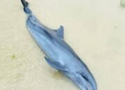 Lumba-lumba Ditemukan Terdampar di Paloh Sambas, Ternyata Sahabat Nelayan