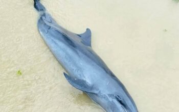 Lumba-lumba hidung panjang ditemukan terdampar di Pantai Desa Mentibar, Kecamatan Paloh, Kabupaten Sambas, Senin 8 Desember 2025.