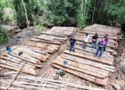 Bongkar Illegal Logging di Ketapang, Gakkum Amankan Ribuan Batang Kayu di Hutan Produksi Ulak Medang